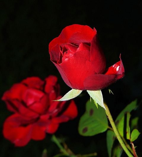 rose-419079_640