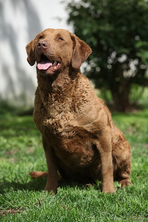 Easiest Dog Breeds to Train in The World Chesapeake Bay Retriever