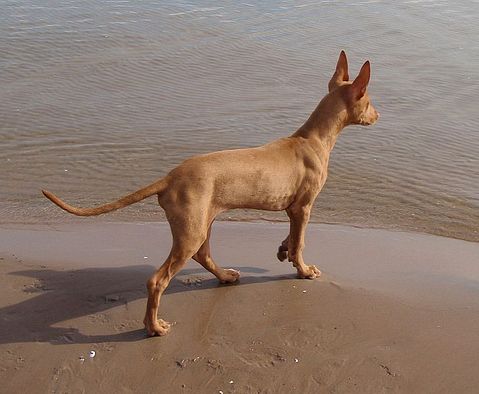 728px-Pharaoh_Hound_Koiraranta