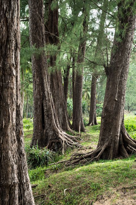 11 Biggest Trees in the World by Volume