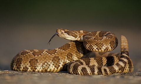 10 States With the Most Venomous Snakes in America