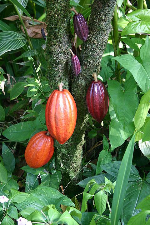 8 Countries that Produce the Most Cocoa Beans in the World