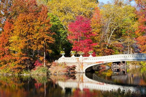 park, central, ny, autumn, fall, nyc, new, leaf, york, tree, green, travel, life, light, lake, tourist, season, forest, reflection, garden, colorful, outdoors, tourism, path, oak, reflect, 11 Most Popular Places to Propose Marriage