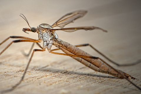 tipulidae-700871_1280