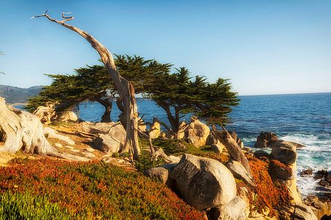 cypress-tree-849648_1280 11 US Cities with the Most Pleasant Weather for Retirees 
