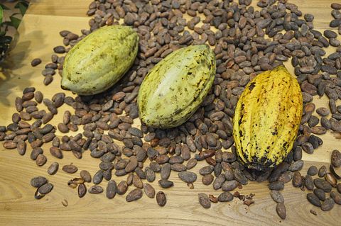8 Countries that Produce the Most Cocoa Beans in the World