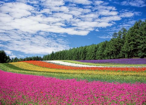 Top 5 Flower Exporting Countries in the World