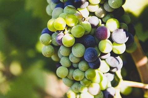 Most Consumed Fruits in the US - Grapes