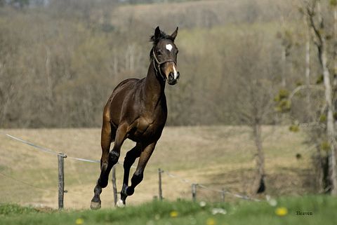 10 States That Produce The Most Horses in America