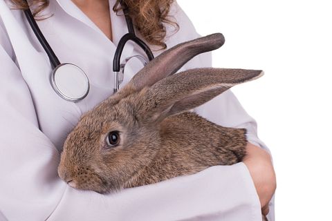 10 Best Cities for Veterinarians