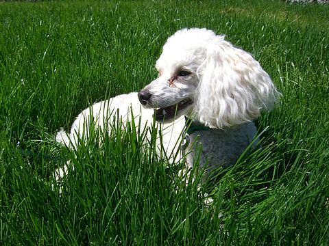 dog-110831_1280