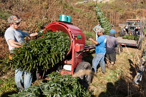 Strong Lumber Demand Asserts Weyerhaeuser Company (WY) Breakout Growth Prospects