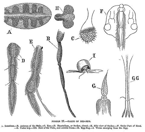 11 Worst Cities For Bedbugs in America