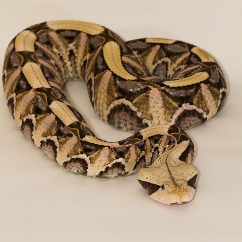 20 Most Venomous Snakes in The World