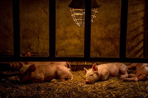 10 States That Produce the Most Pork in America