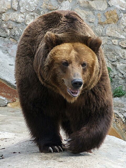 11 Worst Countries For Animal Cruelty