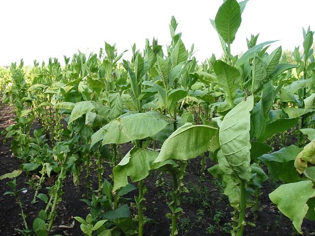 British American Tobacco (BTI) Reports 2025 Revenue, Profit Growth Driven  by Smokeless Categories
