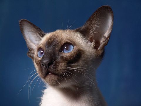 Most Expensive Cat Breeds in the World