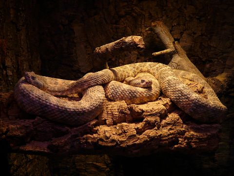 20 Most Venomous Snakes in The World