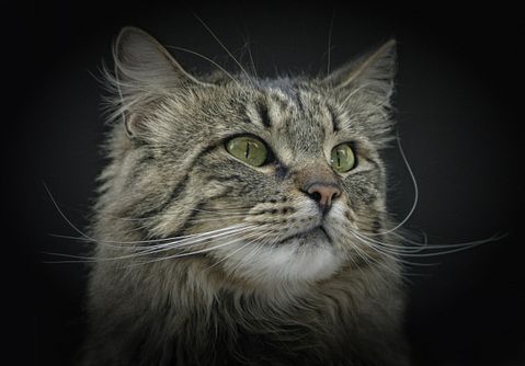 Most Expensive Cat Breeds in the World