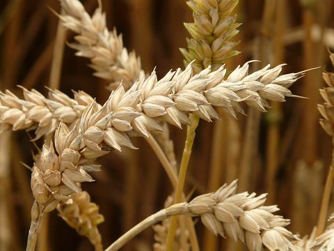 Countries that Produce the Most Wheat in the World