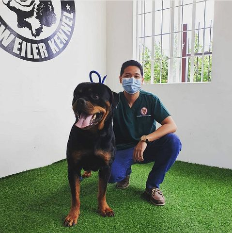 Rottweiller, Dog, Pets