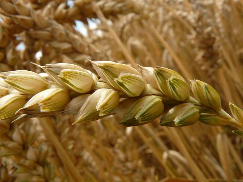 Countries that Produce the Most Wheat in the World