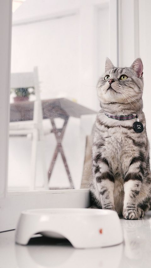Most Expensive Cat Breeds in the World