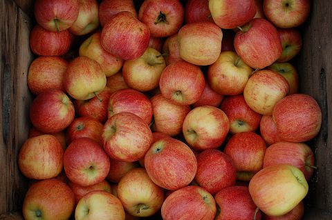 15 Best Apple and Pumpkin Picking Farms Near New York City or New Jersey 