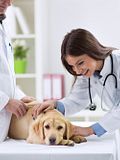 10 Best Cities for Veterinarians