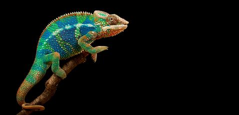 9 Most Profitable Reptiles, Pets And Farm Animals To Breed in America