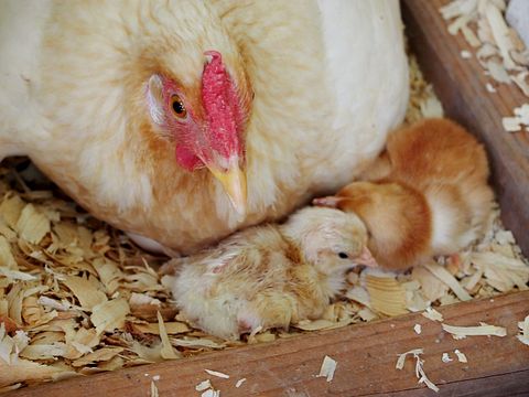 10 Biggest Chicken Producing States in America