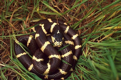 10 Most Common Snakes in America