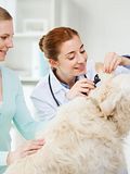 11 Highest Paying States for Veterinarians