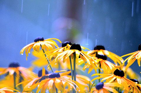 Cities with Most Rainy Days in the World