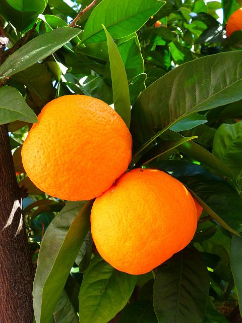 7 Easiest Dwarf Fruit Trees To Grow in Containers or Mini Garden