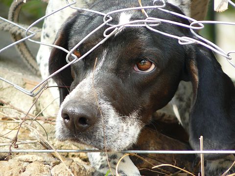 11 Worst States To Be An Animal 
