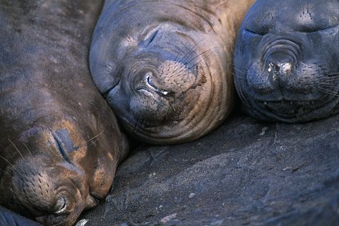 BMJ/Shutterstock.com 