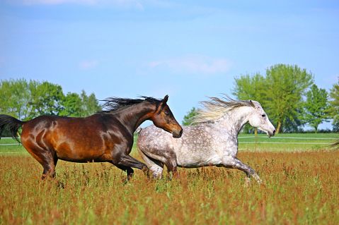 10 Countries That Have The Most Horses In The World