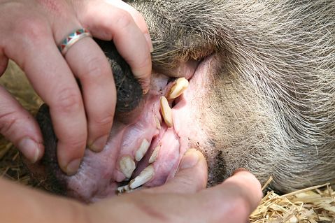 25 Best States For Veterinarians