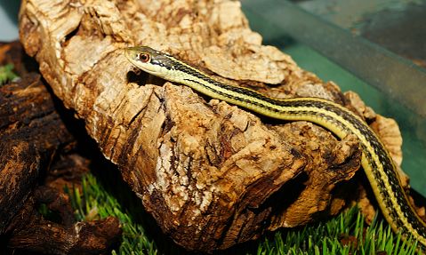 10 Most Common Snakes in America