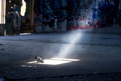 bird-420819_1280