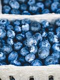 10 Countries that Produce The Most Blueberries in The World