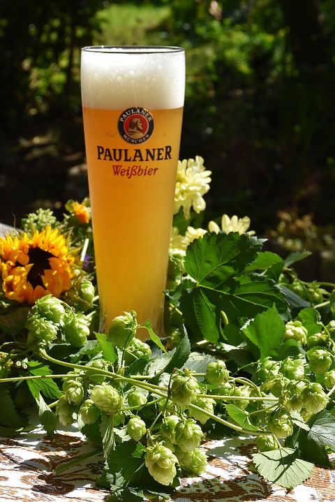 10 Biggest Hop Producing Countries In The World