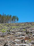 10 Countries with the Highest Deforestation Rates in the World