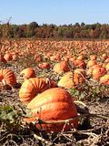 15 Best Apple and Pumpkin Picking Farms Near New York City or New Jersey