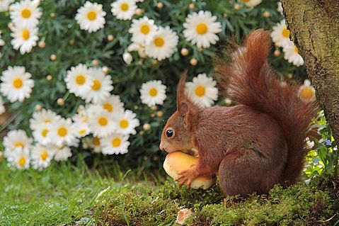 animal-784037_1280