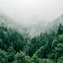 How Is Rayonier Inc (RYN)’s Newly Formed Wood Products Segment Doing?