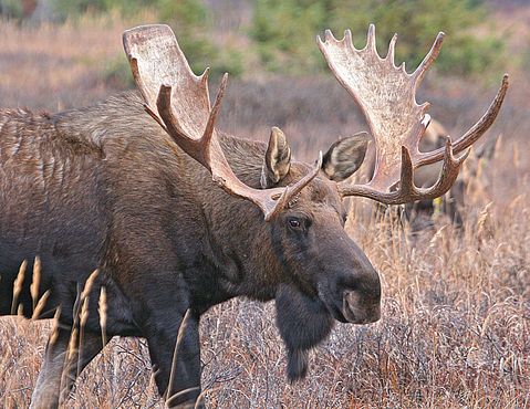 11 Worst Countries For Animal Cruelty