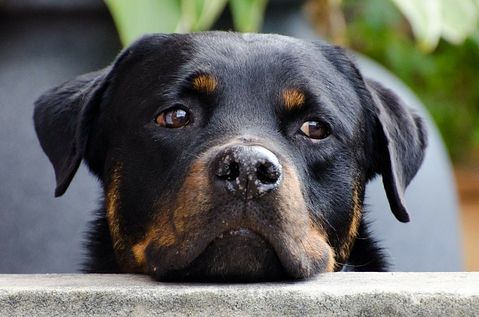 dog-218965_1280